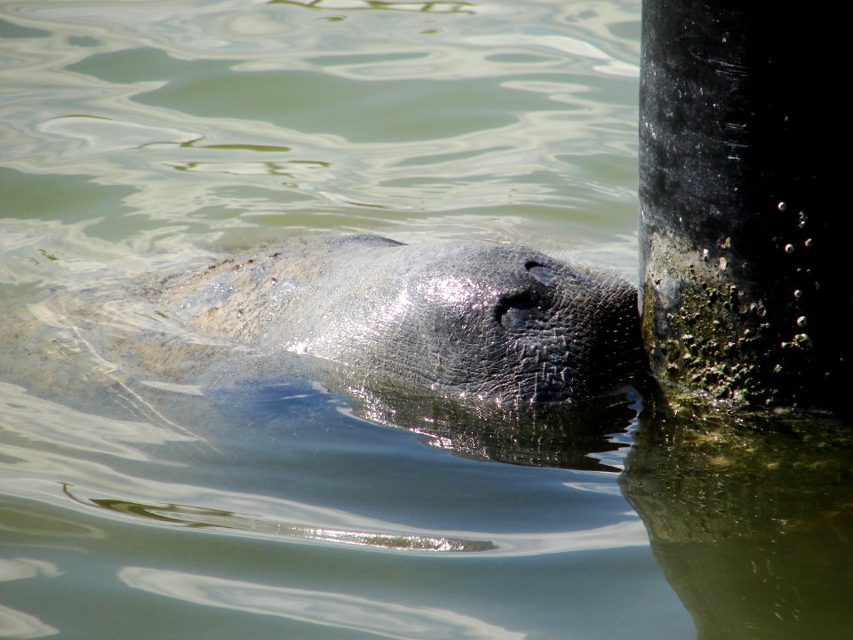 Manatee Flamingo Marina (1), NPSPhoto, A.Danneker 2009
