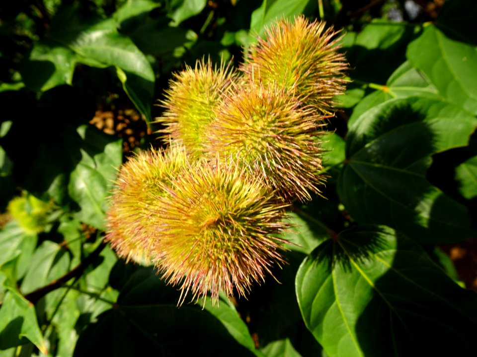 "Bixa orellana" Urucum