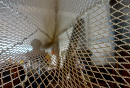 Otter net tunnel. photo