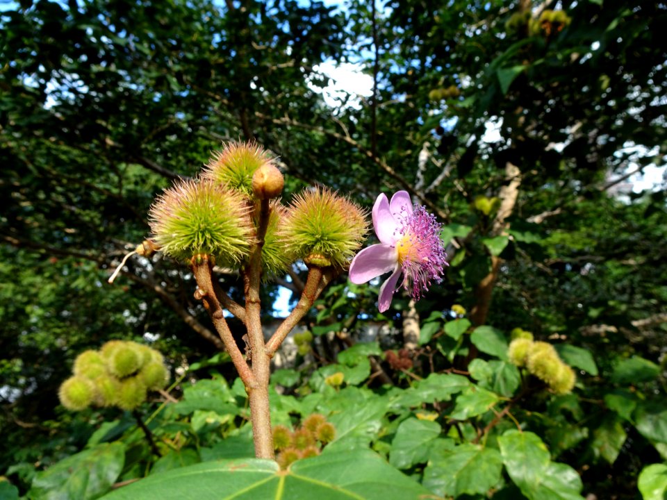 "Bixa orellana" Urucum