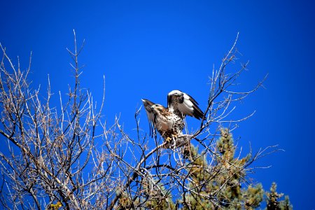 Red-Tailed Hawk
