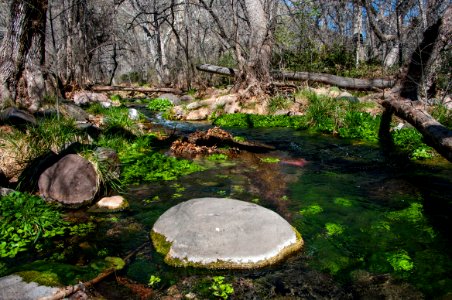 Fossil Springs