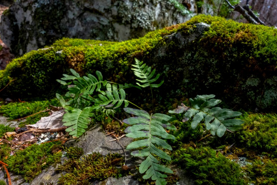Contrasting greens, Ragged Mountain, Rockport, Maine, USA