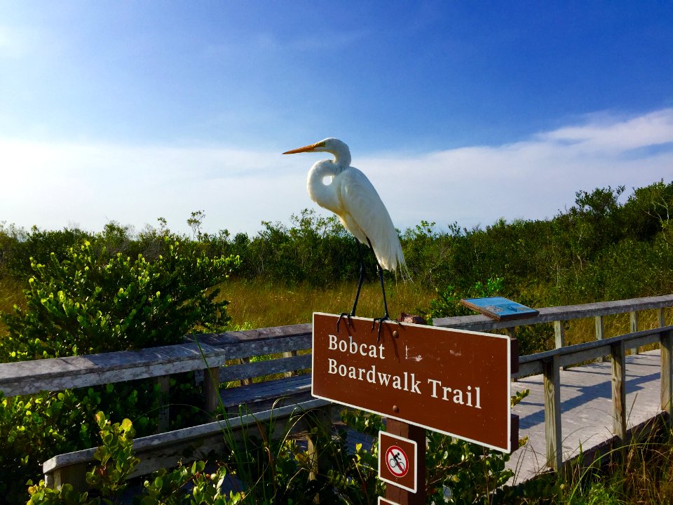 Great Egret by the Bobcat Boardwalk Trail