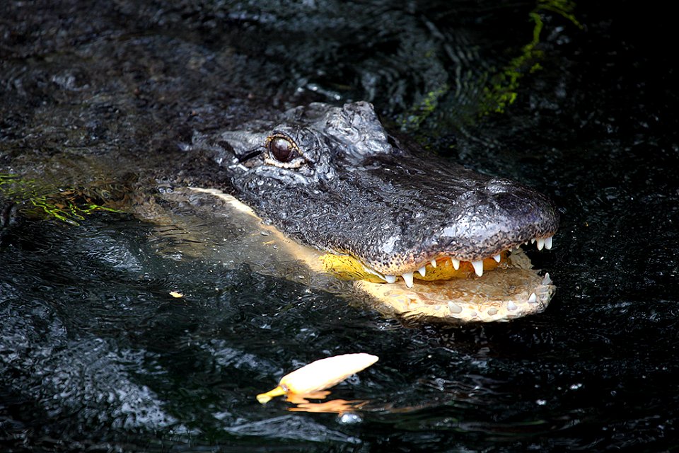 Gator Eats Pond Apple, NPSPhoto