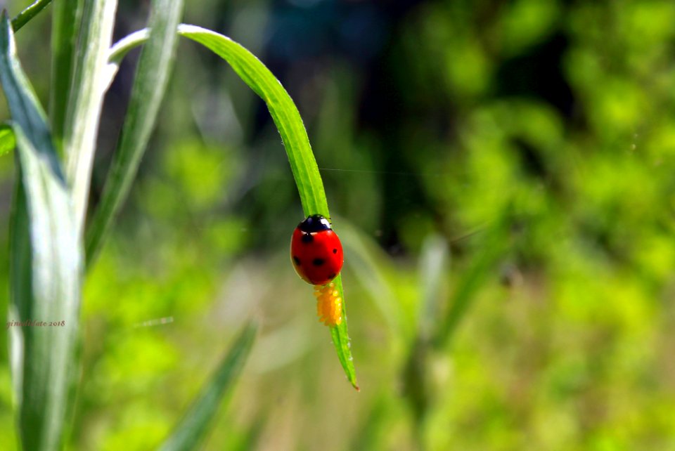 coccinella e uova
