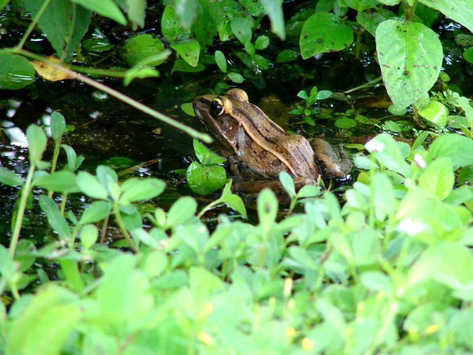leopard frog in water, NPSphotos.jpg