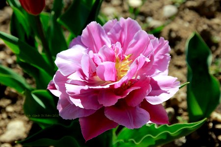 tulipano 4 photo