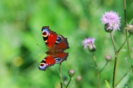 Butterfly natural flower summer photo