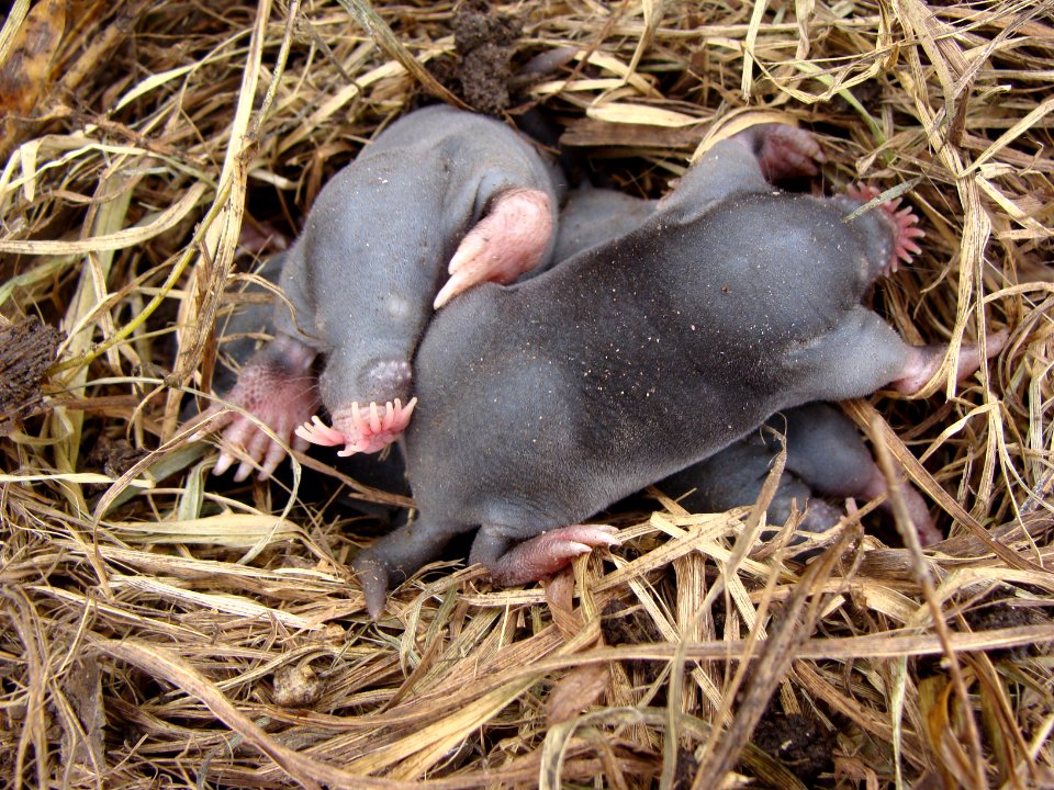 Baby star-nosed moles