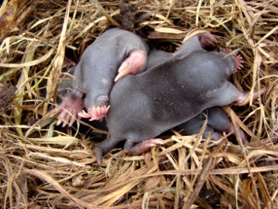 Baby star-nosed moles