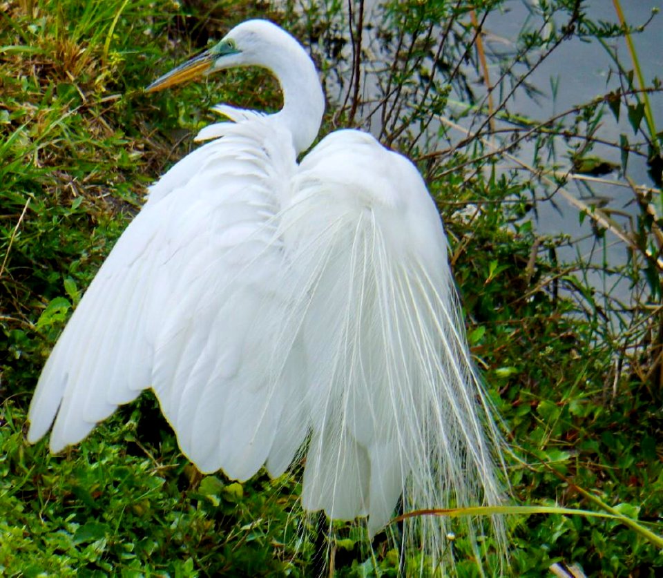 Great Egret- plumes , NPSphoto, P.Baxter