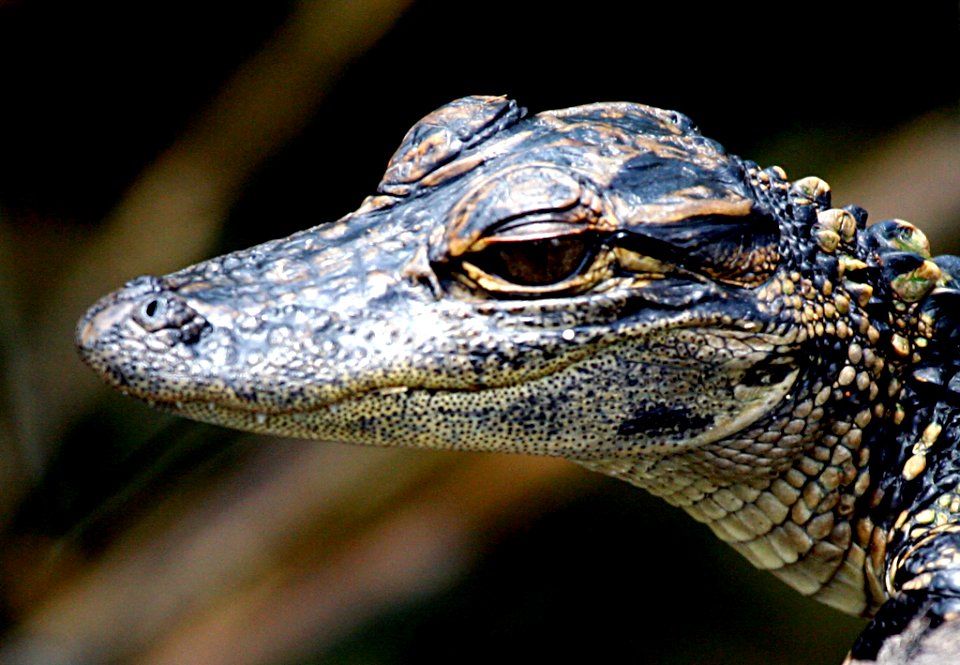 Alligator Baby-Head Shot, NPSPhoto