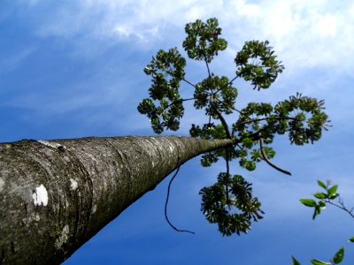 Embaúba-prateada "Cecropia hololeuca"