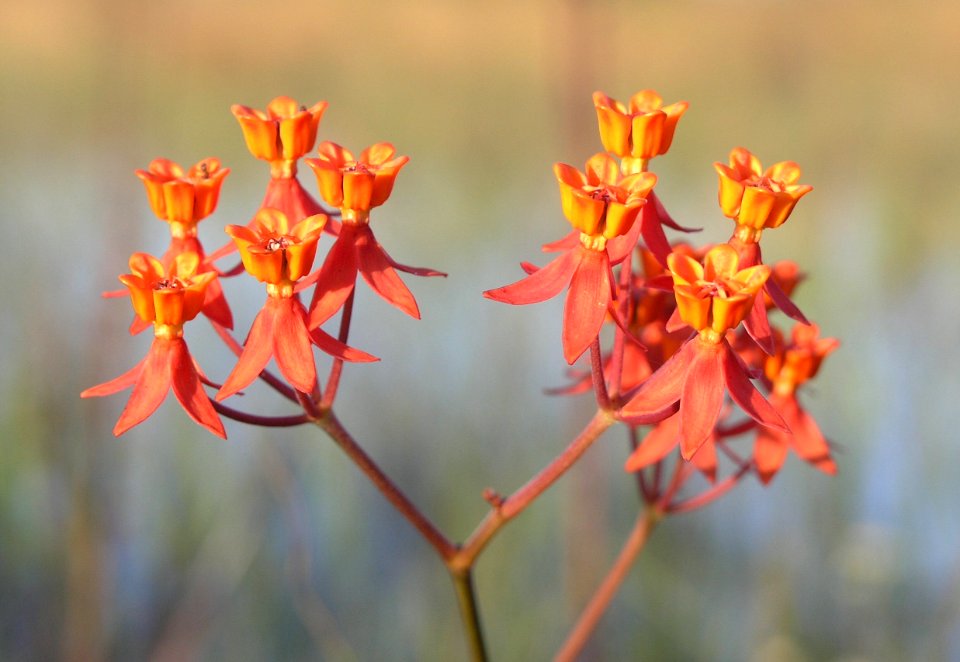 Prairie Milkweed (1), NPSPhoto, S. Zenner. jpg