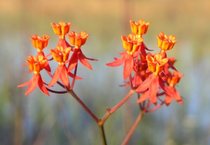 Prairie Milkweed (1), NPSPhoto, S. Zenner. jpg