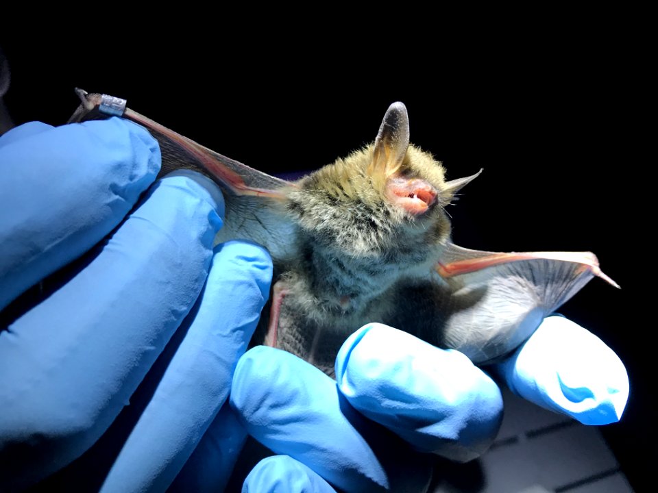 Northern long-eared bat - Pasquotank County's first record.