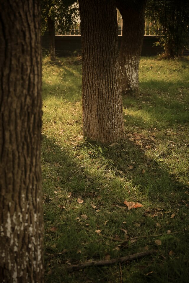 Tree light and shadow the scenery