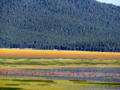 Elk Herd at Mormon Lake