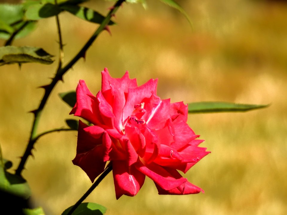 Backyard-Summer-18 Edit-4928