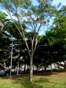 tamboril, timbaúva, orelha-de-macaco "Enterolobium contortisiliquum"