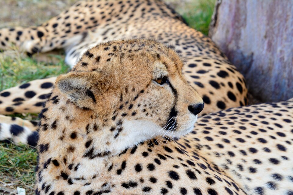 Wildlife animal wild