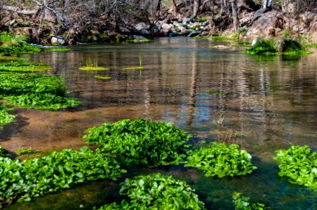 Fossil Springs