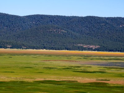 Elk Herd at Mormon Lake