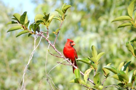 Northern Cardinal, NPSphotos.jpg photo