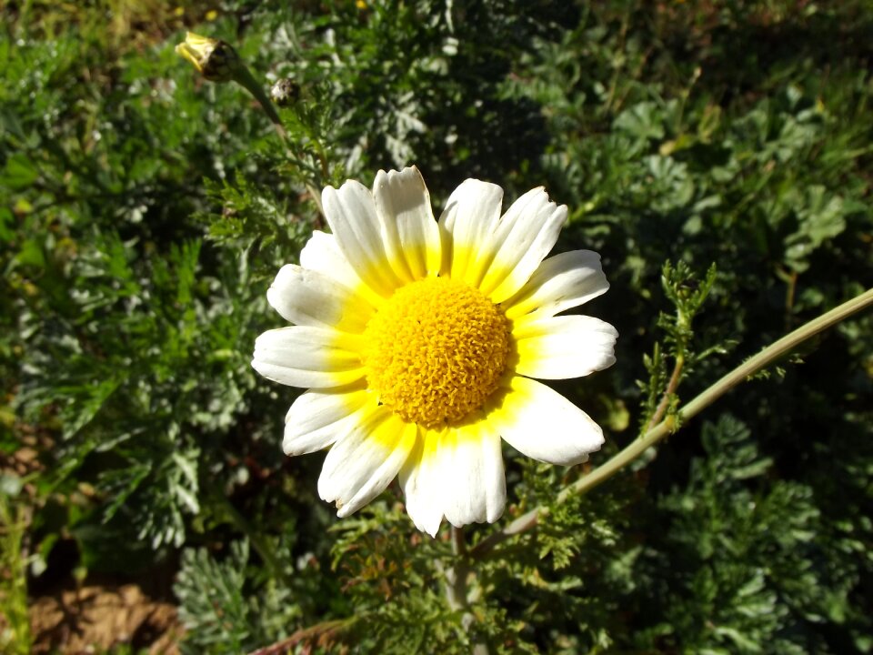 Daisy flower margaret wild bellis sylvestris