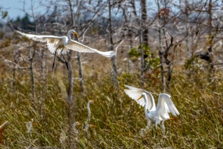 Great Egrets Dancing at Flamingo
