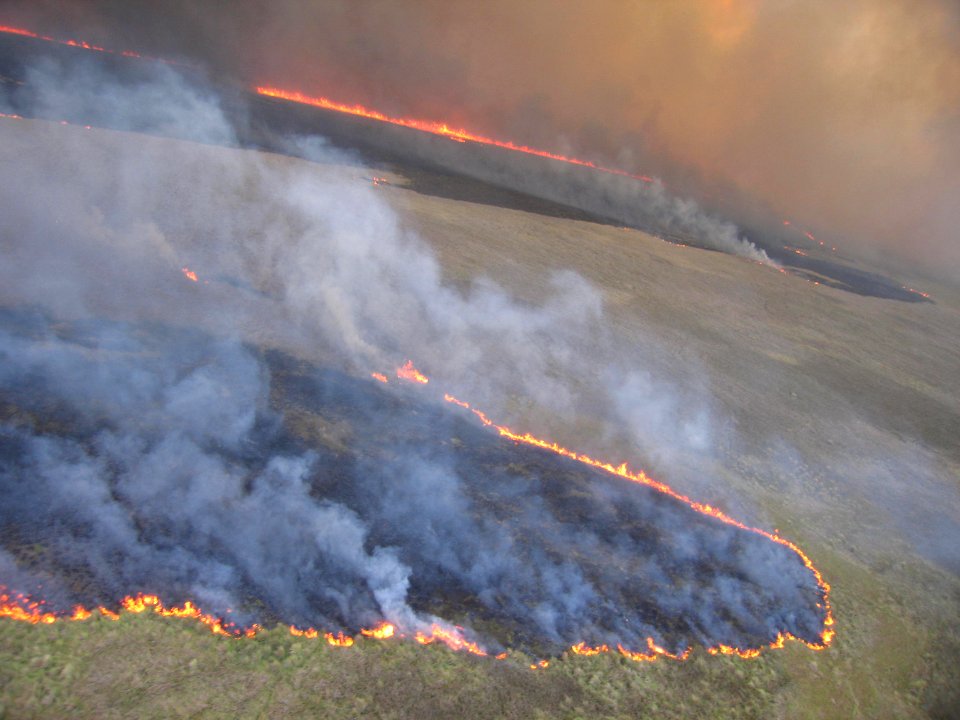 Coastal Prairie Burn15