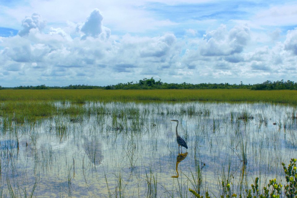 Great Blue Heron in Slough