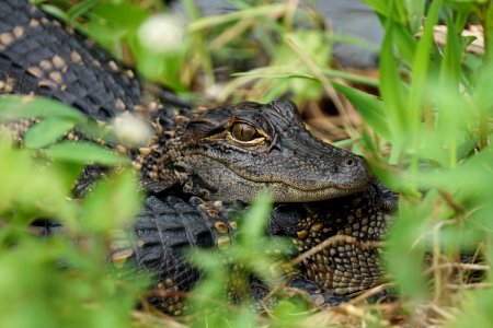 Baby Alligators at Shark Valley photo