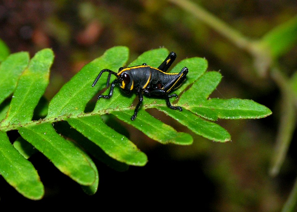 Lubber Grasshopper immature, NPSphoto, S. Zenner