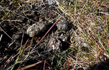 Owl Pellet in the Grass