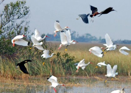 Glossy and White Ibis take to the air, NPSphotos.jpg