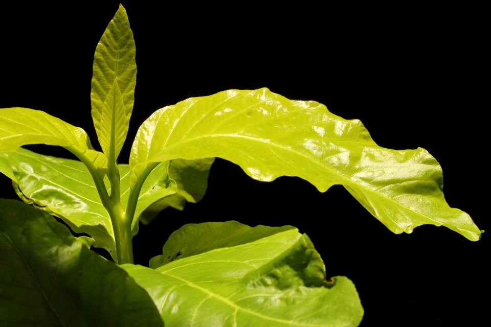 By nature plant nature