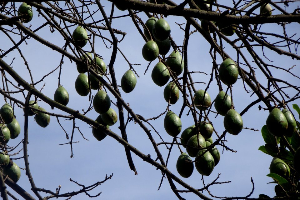 Paineira-rosa, "Ceiba speciosa" Silk-floss tree