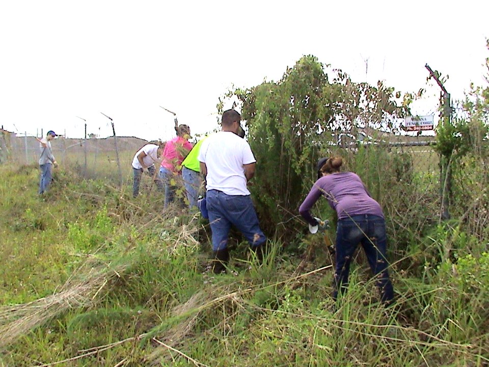 Vine removal from Fence line