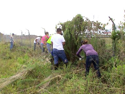 Vine removal from Fence line