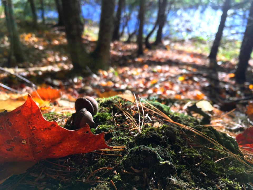 A small backyard fall scene