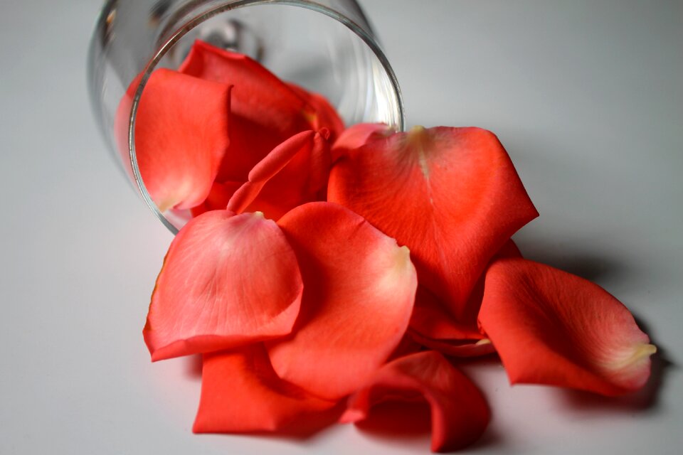 Flower plant ornament