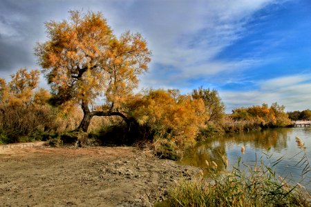 Parc de Pont de Gau - Camargue photo