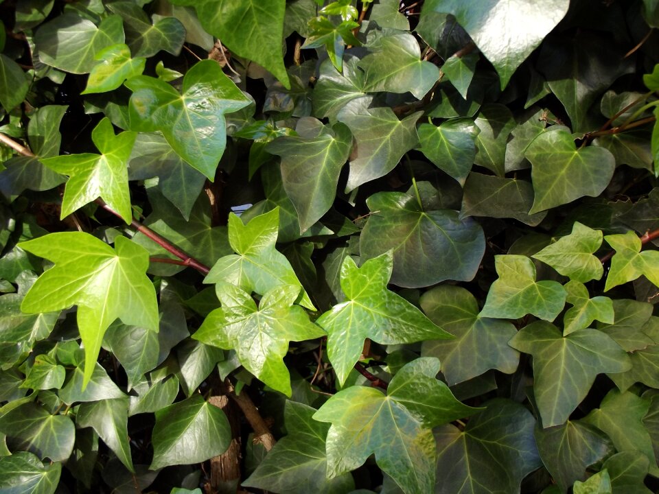 Ivy leaves climber hedera helix