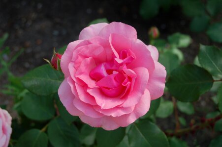 Romance macro plant