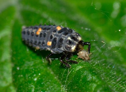 Sectepuntata larva insects
