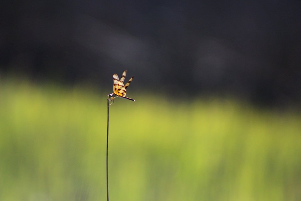 Halloween Pennant Dragonfly on Grass