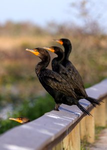 Double-crested Cormorant