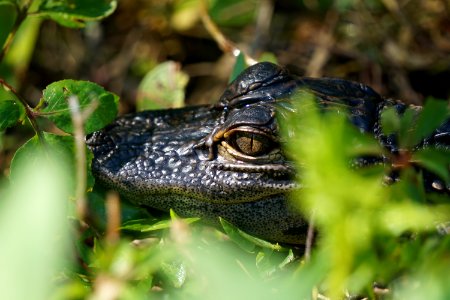 Baby Alligator at Shark Valley photo